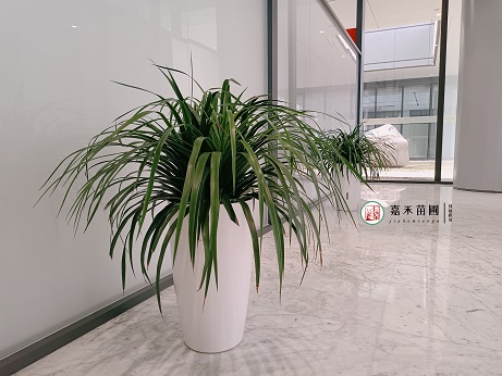 綠植租擺公司圖片|西安嘉禾苗圃 綠植租擺公司圖片|西安嘉禾苗圃