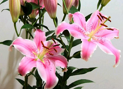 西安花卉租擺百合花：西安嘉禾苗圃