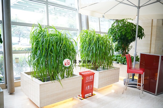 西安綠植租賃|西安嘉禾苗圃 西安綠植租賃|西安嘉禾苗圃