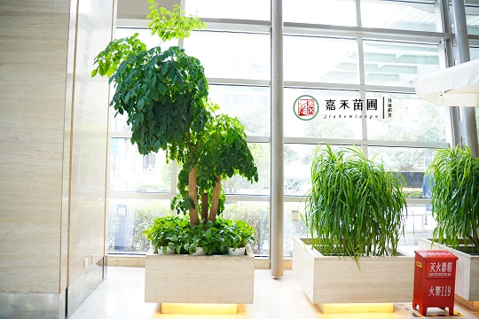 西安綠植租賃電話(huà)|15202909185西安嘉禾苗圃 西安綠植租賃電話(huà)|15202909185西安嘉禾苗圃