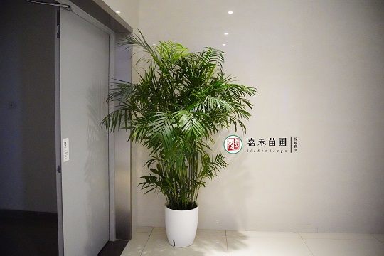 西安綠植租擺公司|西安嘉禾苗圃 西安綠植租擺公司|西安嘉禾苗圃