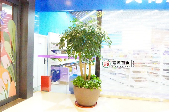 西安綠植租賃公司|西安嘉禾苗圃 西安綠植租賃公司|西安嘉禾苗圃