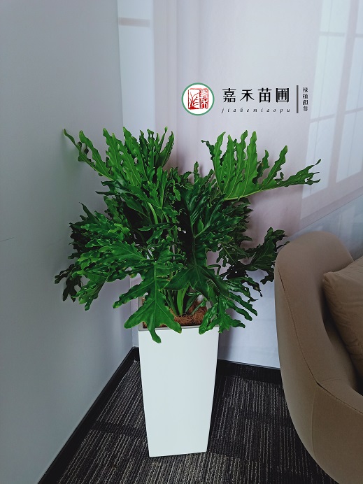 西安綠植租賃春羽養(yǎng)護方法|西安嘉禾苗圃