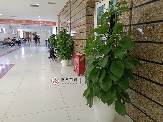 西安綠植租賃案例|西安嘉禾苗圃 西安綠植租賃案例|西安嘉禾苗圃