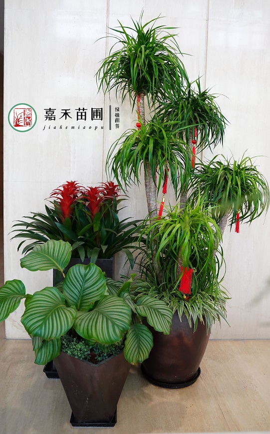 西安綠植租賃電話|15202909185西安嘉禾苗圃 西安綠植租賃電話|15202909185西安嘉禾苗圃