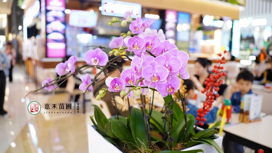 綠植租賃公司|西安嘉禾苗圃 綠植租賃公司|西安嘉禾苗圃