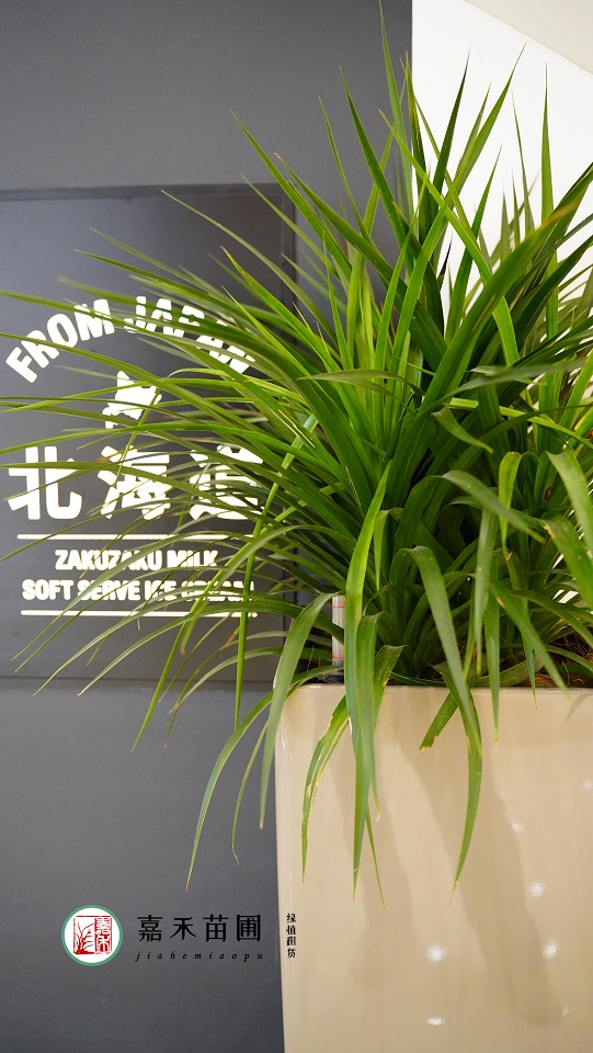 西安綠植租賃公司|西安嘉禾苗圃 西安綠植租賃公司|西安嘉禾苗圃