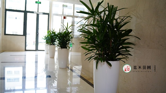 辦公綠植租賃價(jià)格|西安嘉禾苗圃 辦公綠植租賃價(jià)格|西安嘉禾苗圃