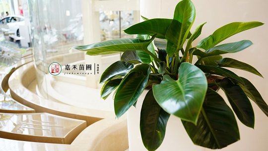 綠植租賃裝飾公司:西安嘉禾苗圃 綠植租賃裝飾公司:西安嘉禾苗圃