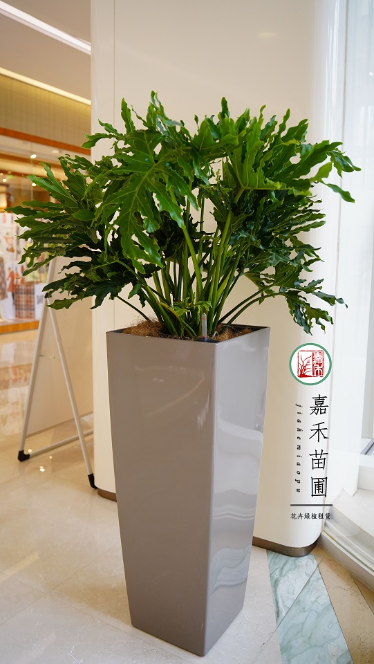 西安綠植租賃公司:西安嘉禾苗圃 西安綠植租賃公司:西安嘉禾苗圃