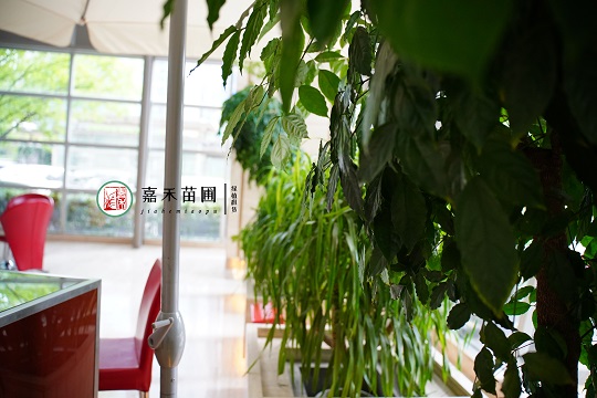 花卉租擺設(shè)計(jì)|西安嘉禾苗圃