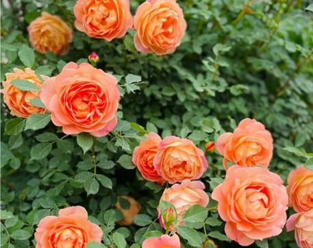 /UploadFiles/image/2024-05-20/664afcb0a7e27.png 640.png