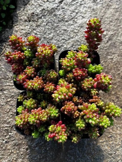 /UploadFiles/image/2024-05-20/664afcd5033a1.jpg /UploadFiles/image/2024-05-20/664afcd5033a1.jpg