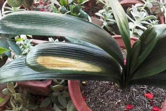 夏季君子蘭養(yǎng)護(hù)|西安嘉禾苗圃 夏季君子蘭養(yǎng)護(hù)|西安嘉禾苗圃