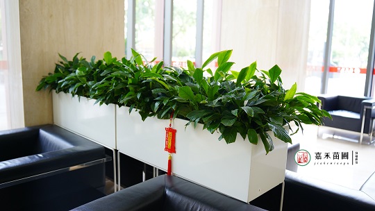 花藝綠植租賃|西安嘉禾苗圃 花藝綠植租賃|西安嘉禾苗圃