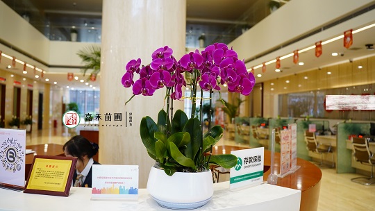 綠植租賃公司|西安嘉禾苗圃 綠植租賃公司|西安嘉禾苗圃