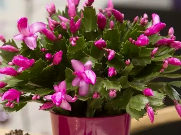 /UploadFiles/image/2024-06-05/665fb67218767.png QQ截圖20240605085056.png