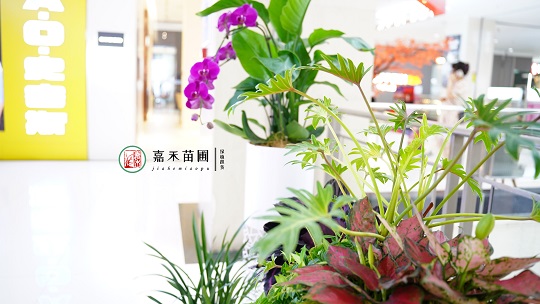 創(chuàng)意綠植租賃|西安嘉禾苗圃 創(chuàng)意綠植租賃|西安嘉禾苗圃