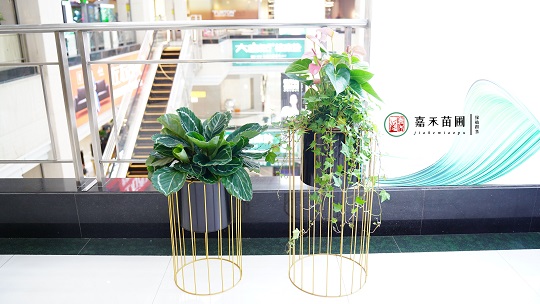 西安綠植租賃案例|西安嘉禾苗圃 西安綠植租賃案例|西安嘉禾苗圃