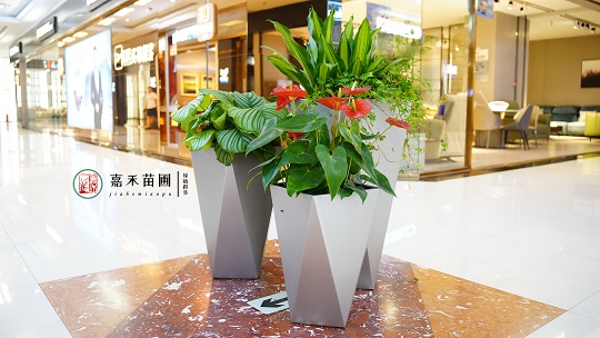 西安綠植租賃公司|西安嘉禾苗圃 西安綠植租賃公司|西安嘉禾苗圃