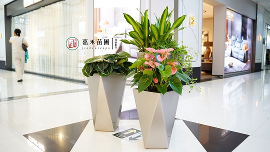 創(chuàng)意綠植租賃設(shè)計|西安嘉禾苗圃 創(chuàng)意綠植租賃設(shè)計|西安嘉禾苗圃