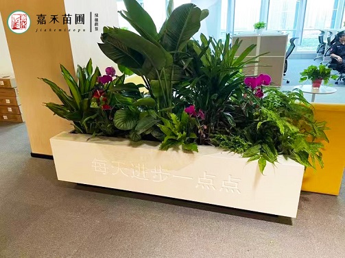 西安綠植租賃方案|西安嘉禾苗圃 西安綠植租賃方案|西安嘉禾苗圃