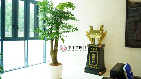 綠植租擺設(shè)計|西安嘉禾苗圃 綠植租擺設(shè)計|西安嘉禾苗圃
