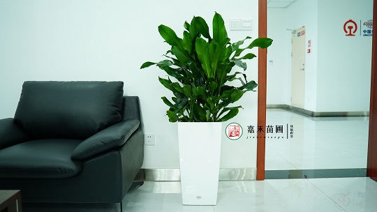 辦公室綠植租擺|西安嘉禾苗圃 辦公室綠植租擺|西安嘉禾苗圃