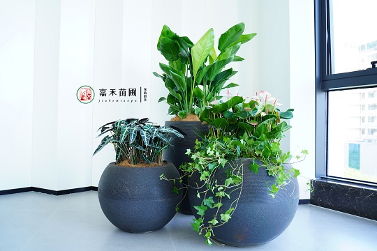 西安綠植租賃|西安嘉禾苗圃 西安綠植租賃|西安嘉禾苗圃