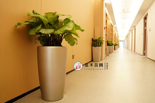 室內(nèi)綠植租賃|西安嘉禾苗圃 室內(nèi)綠植租賃|西安嘉禾苗圃