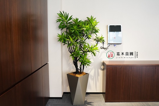 綠植租賃設(shè)計(jì)公司|西安嘉禾苗圃 綠植租賃設(shè)計(jì)公司|西安嘉禾苗圃