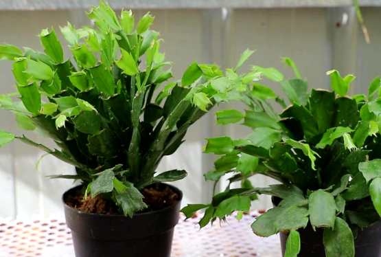 夏天花卉綠植養(yǎng)護(hù)|西安嘉禾苗圃 夏天花卉綠植養(yǎng)護(hù)|西安嘉禾苗圃