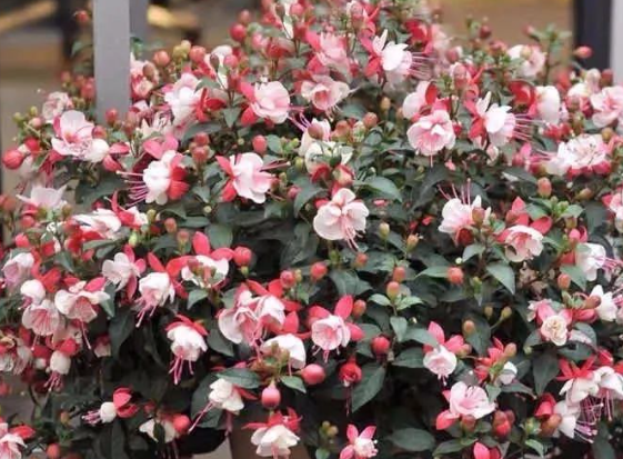 高溫花卉綠植養(yǎng)護(hù)|西安嘉禾苗圃 高溫花卉綠植養(yǎng)護(hù)|西安嘉禾苗圃