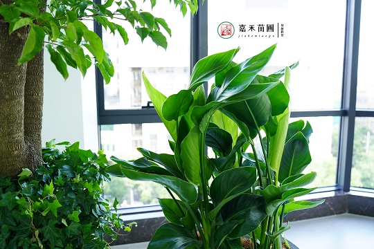 西安綠植租賃公司|西安嘉禾苗圃 西安綠植租賃公司|西安嘉禾苗圃