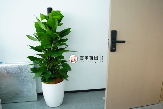 西安綠植租賃設計|西安嘉禾苗圃 西安綠植租賃設計|西安嘉禾苗圃