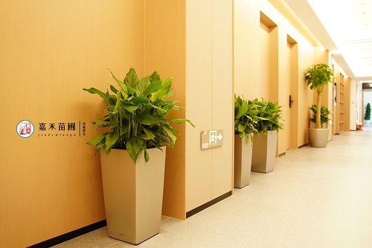 西安綠植租賃哪家好|西安嘉禾苗圃 西安綠植租賃哪家好|西安嘉禾苗圃