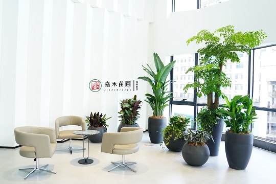 陜外經(jīng)貿(mào)綠植租賃|西安嘉禾苗圃