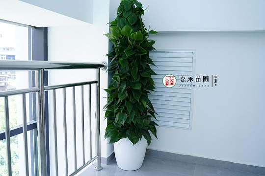 西安辦公室綠植租賃|西安嘉禾苗圃