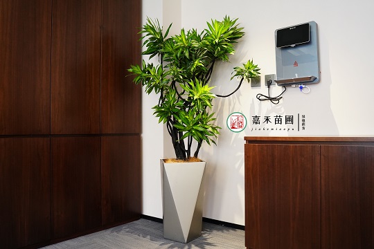 西安辦公樓綠植租賃|西安嘉禾苗圃