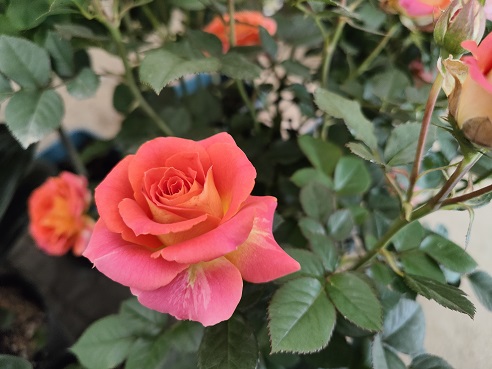 廚房吸油花卉養(yǎng)護|西安嘉禾苗圃 廚房吸油花卉養(yǎng)護|西安嘉禾苗圃