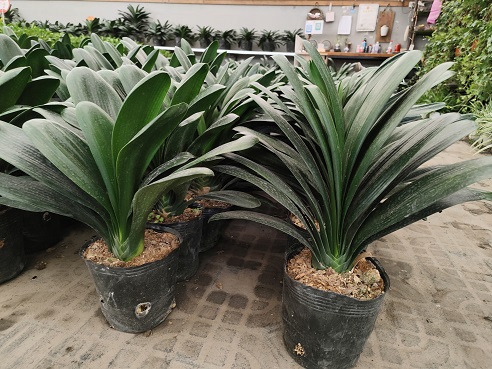 廚房吸油君子蘭花卉養(yǎng)護|西安嘉禾苗圃 廚房吸油君子蘭花卉養(yǎng)護|西安嘉禾苗圃