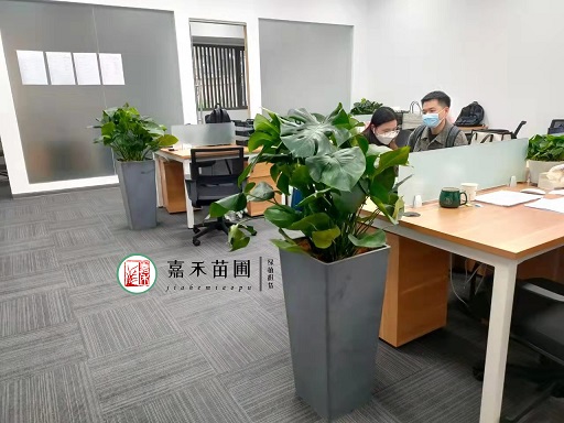 辦公室綠植租賃擺放|西安嘉禾苗圃 辦公室綠植租賃擺放|西安嘉禾苗圃