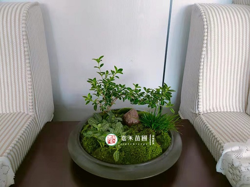辦公室綠植租賃擺放要點(diǎn)|西安嘉禾苗圃 辦公室綠植租賃擺放要點(diǎn)|西安嘉禾苗圃
