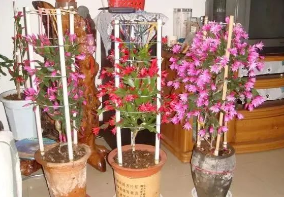 嫁接蟹爪蘭|西安嘉禾苗圃 嫁接蟹爪蘭|西安嘉禾苗圃