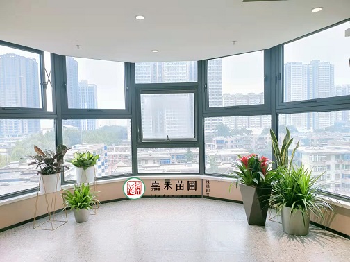 辦公室綠植植物|西安嘉禾苗圃 辦公室綠植植物|西安嘉禾苗圃