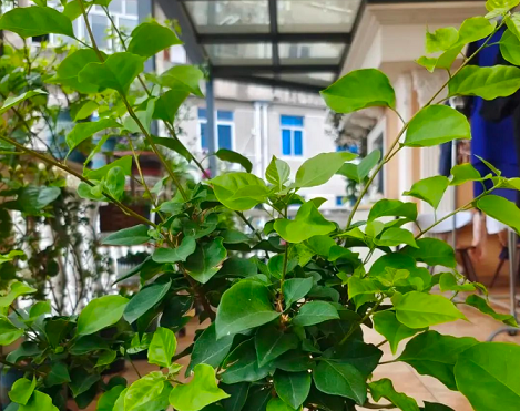 三角梅不開花|西安嘉禾苗圃 三角梅不開花|西安嘉禾苗圃