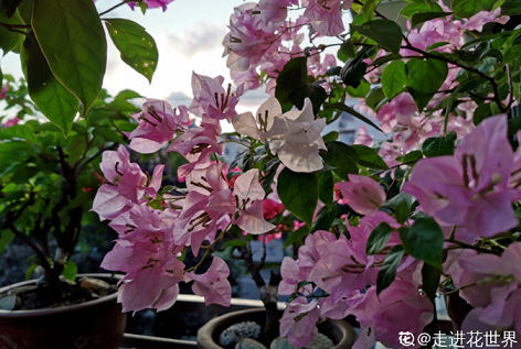 三角梅養(yǎng)護方法|西安嘉禾苗圃 三角梅養(yǎng)護方法|西安嘉禾苗圃