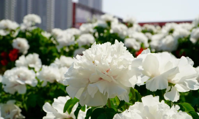 夏日花卉休眠期|西安嘉禾苗圃 夏日花卉休眠期|西安嘉禾苗圃