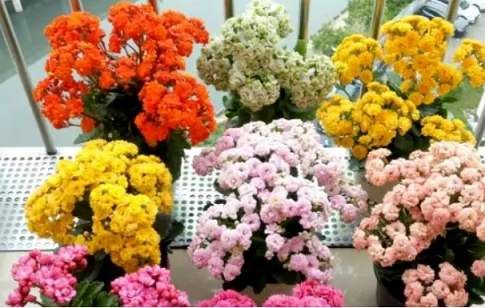 長壽花安全度夏|西安嘉禾苗圃