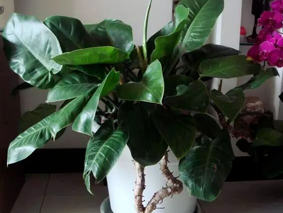 凈化空氣綠植:西安嘉禾苗圃 凈化空氣綠植:西安嘉禾苗圃